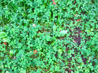 clover background of green grass in summer