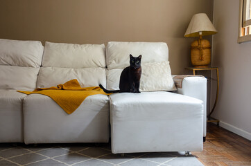 living room with white sofa and a black cat 