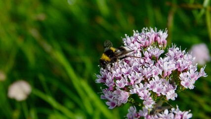 Hummel auf einer Alpenblume auf der Suche nach Nektar © Omm-on-tour