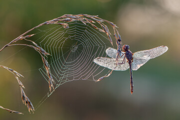 autumn early morning, the dragonfly on the plant is waiting for the sun, dragonfly and cobweb in the dew