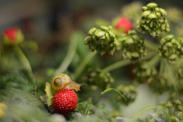 Small snail in the forest in the grass on strawberries