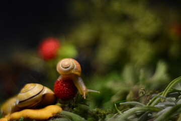 Snails in the forest grass near strawberries and mushrooms