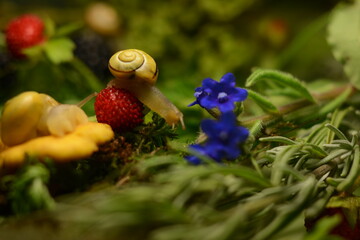 Snails in a forest environment among forest flowers, mushrooms and berries