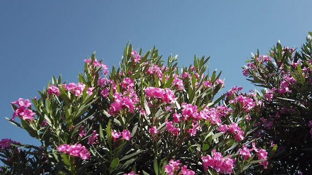 Blooming oleander bush with bright pink flowers, green leaves on the branches.