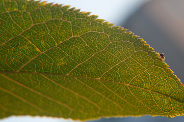  close-up of green leaf in light