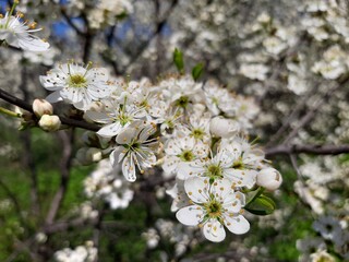 cherry tree blossom