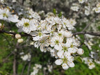 apple tree flowers