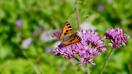 Falter, Schmetterling auf einer Alpenblume im Hochgebirge