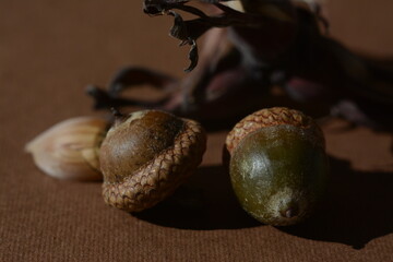Hazelnuts and hazelnuts on a brown background. Autumn