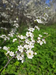 white cherry blossom