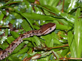 snake in the grass