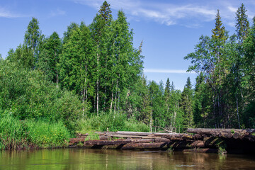 View of a lot of green trees and grass next to the river on which lies a rotten log