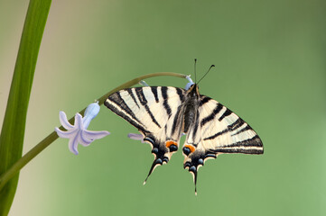 Beautiful butterfly Iphiclides Podalirius family of sailing ships (Papilionidae) at dawn  on a forest flower