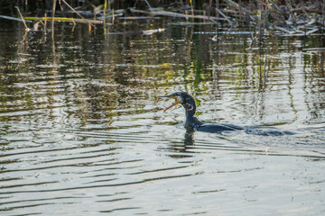 Kormoran mit beute