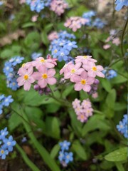 pink and white flowers
