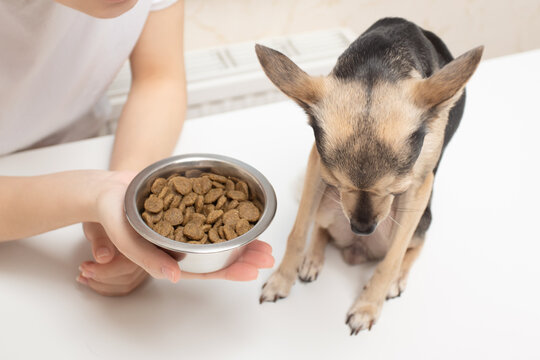 Loss of appetite in a dog. The pet turns away from the bowl with the feed in the hands of the girl