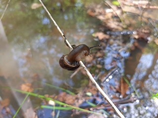 snail on a branch