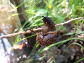 snail on a branch
