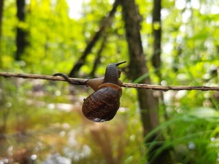 Obraz premium bird on a branch