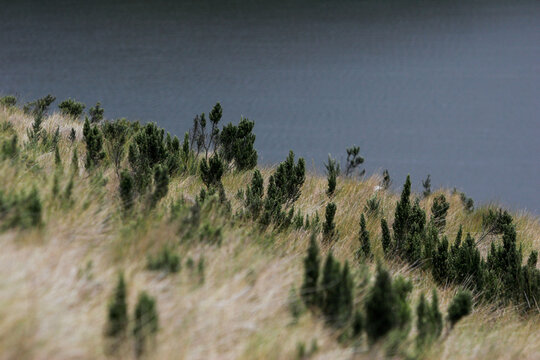 Fauna y pajonales cerca de un lago