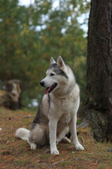 Obraz premium A girl with a husky walks in the forest.