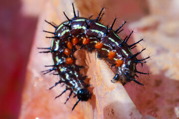 Doleschallia bisaltide caterpillar with spines on its body