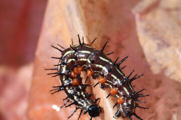 Doleschallia bisaltide caterpillar with spines on its body