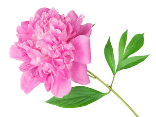 Pink peony flower isolated on white background