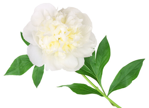 White peony flower isolated on white background