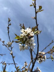 blossoming apple tree