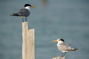 Greater Crested Terns perched on wooden log at Busaiteen coast,  Bahrain