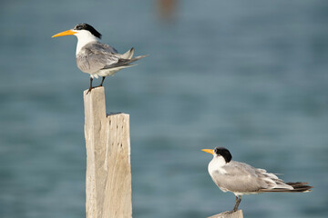 Greater Crested Terns perched on wooden log at Busaiteen coast,  Bahrain