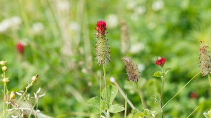 Magnifique trèfle incarnat ou trèfle farouche (Trifolium incarnatum) aux fleurs rouge vif et feuillage vert foncé et soyeux sur tige peu ramifiée