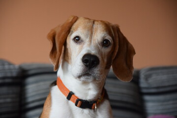 Mascota, perro, atento y mirando a la cámara con fondo de grises y naranja