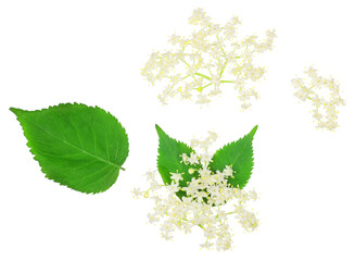 Elder berrie flowers isolated on white background