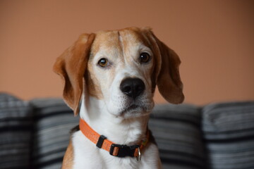 Mascota, perro, atento y mirando a la cámara con fondo de grises y naranja
