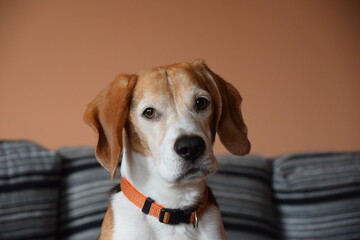 Mascota, perro, atento y mirando a la cámara con fondo de grises y naranja