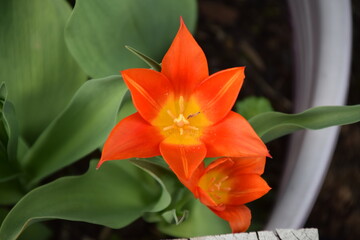 Tulipán naranja en el jardín