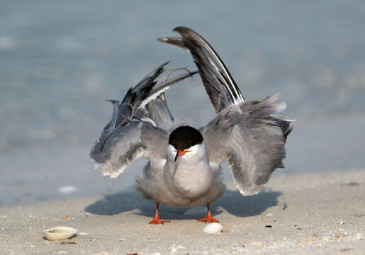Closeup of White-cheeked Tern preening at Busaiteen coast, Bahrain .