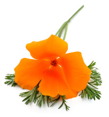 One orange escholzia.