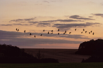 A flock of geese making their annual migration 