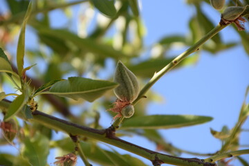 Fruto de la almendra en primavera