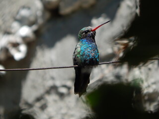 colibri © Hugo