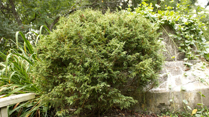 A Small Cedar Bush