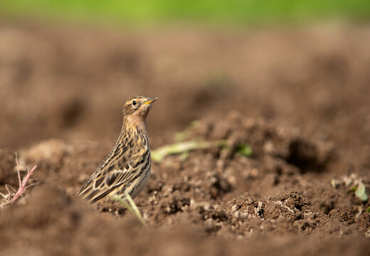 Closeup Of Red Throated Pipit, Bahrain