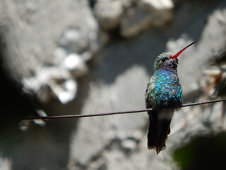 Colibri © Hugo