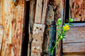 Wild flower in old, wooden, scratched doors. Flowers on a wooden background close-up. Old wooden structure with flowers. Delicate flowers on an old scratched background.