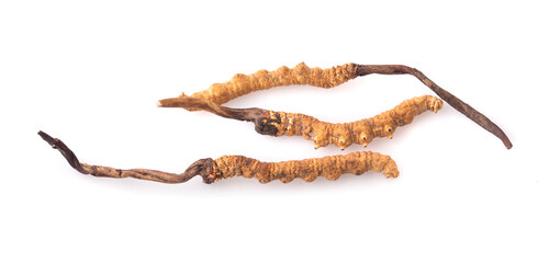 Ophiocordyceps sinensis (CHONG CAO, DONG CHONG XIA CAO) or mushroom cordyceps this is a herbs on white background