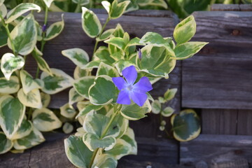 Flor azul y morada en el jardín