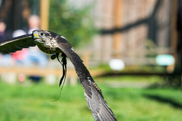 Wanderfalke